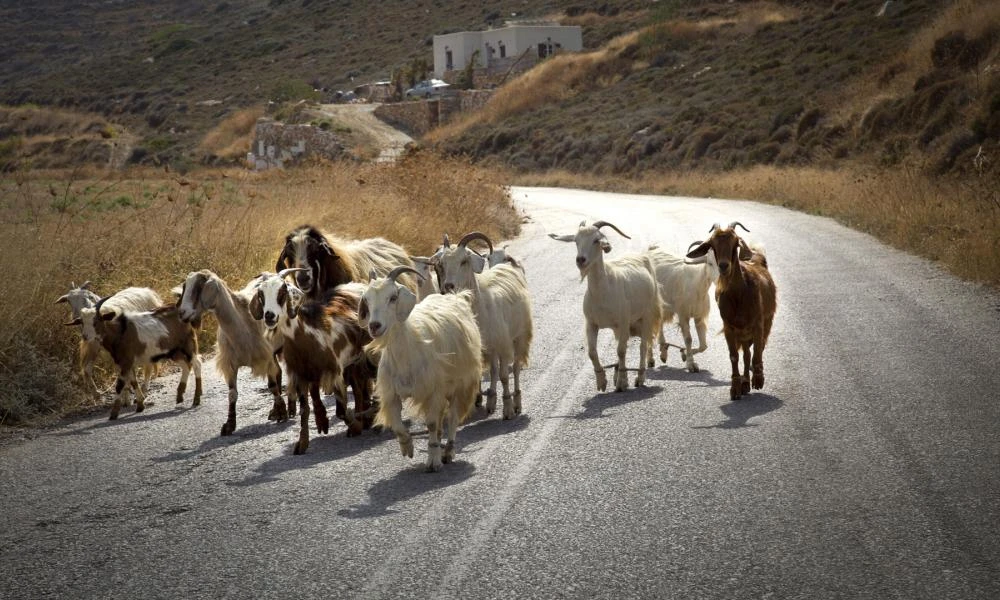 Κορινθία: Τέσσερα νέα κρούσματα της ευλογιάς των αιγοπροβάτων